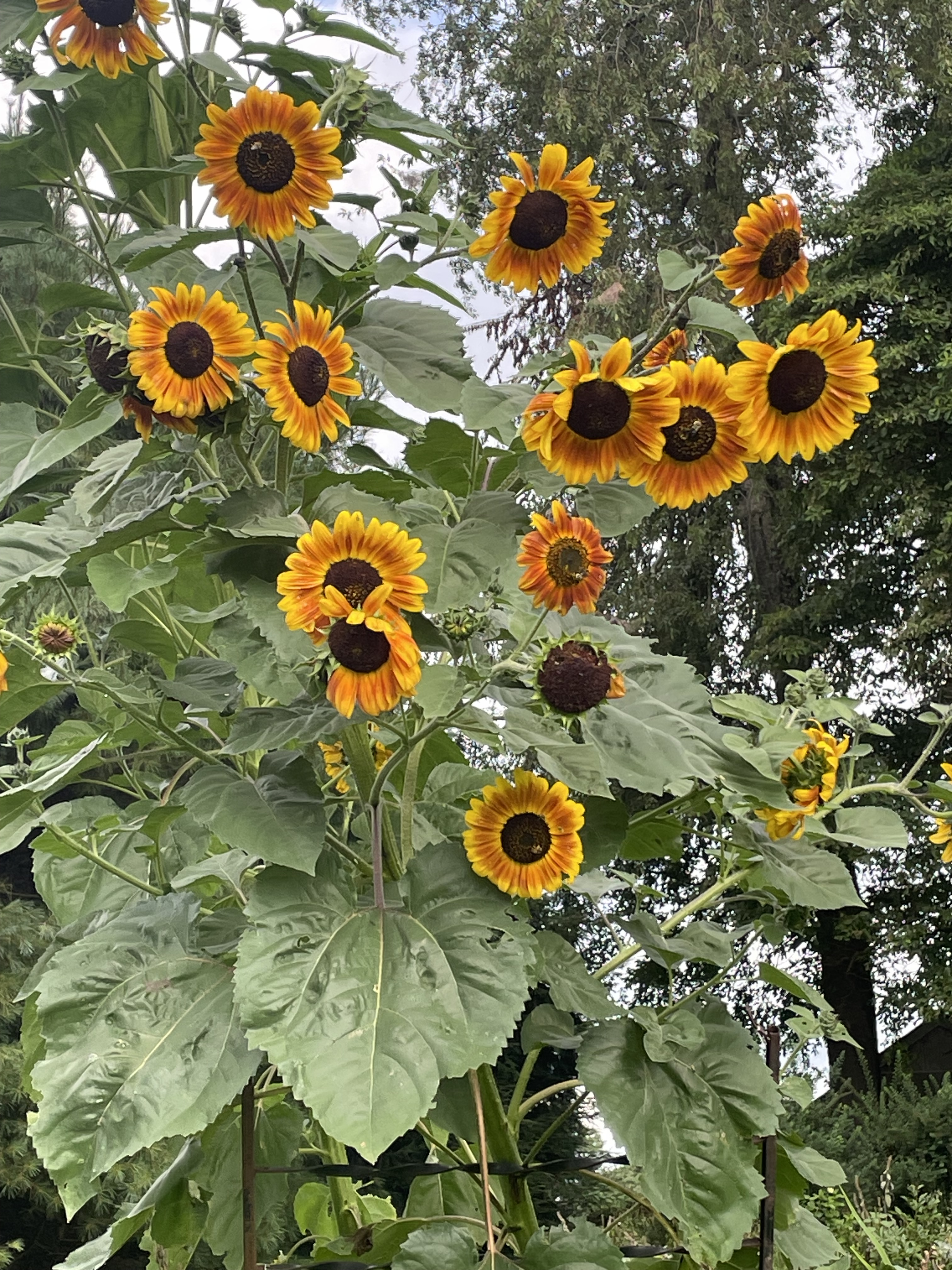 Sunflower Chronicles 